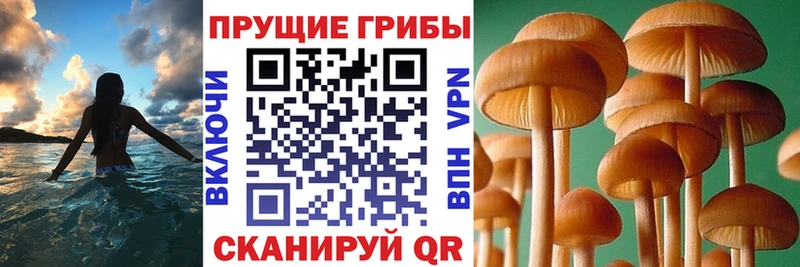 Галлюциногенные грибы прущие грибы  Купить  Искитим 